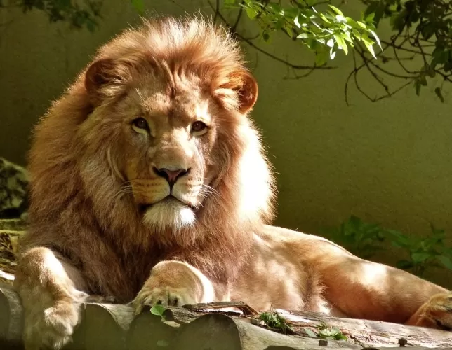 200 Animal Trivia Quiz Questions with Answers