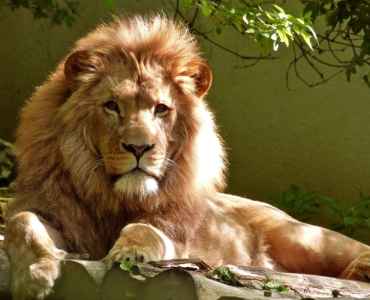 200 Animal Trivia Quiz Questions with Answers